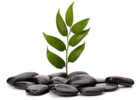 Leaves growing from rocks